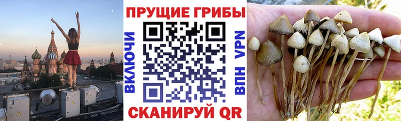 купить наркотики цена mega tor Галлюциногенные грибы мухоморы Волжск